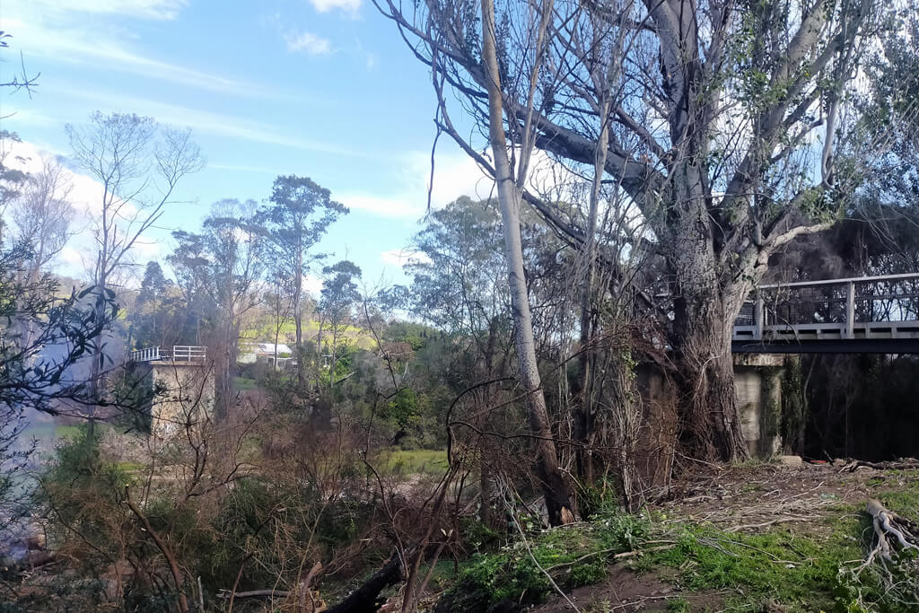 Large Poplar about to be removed