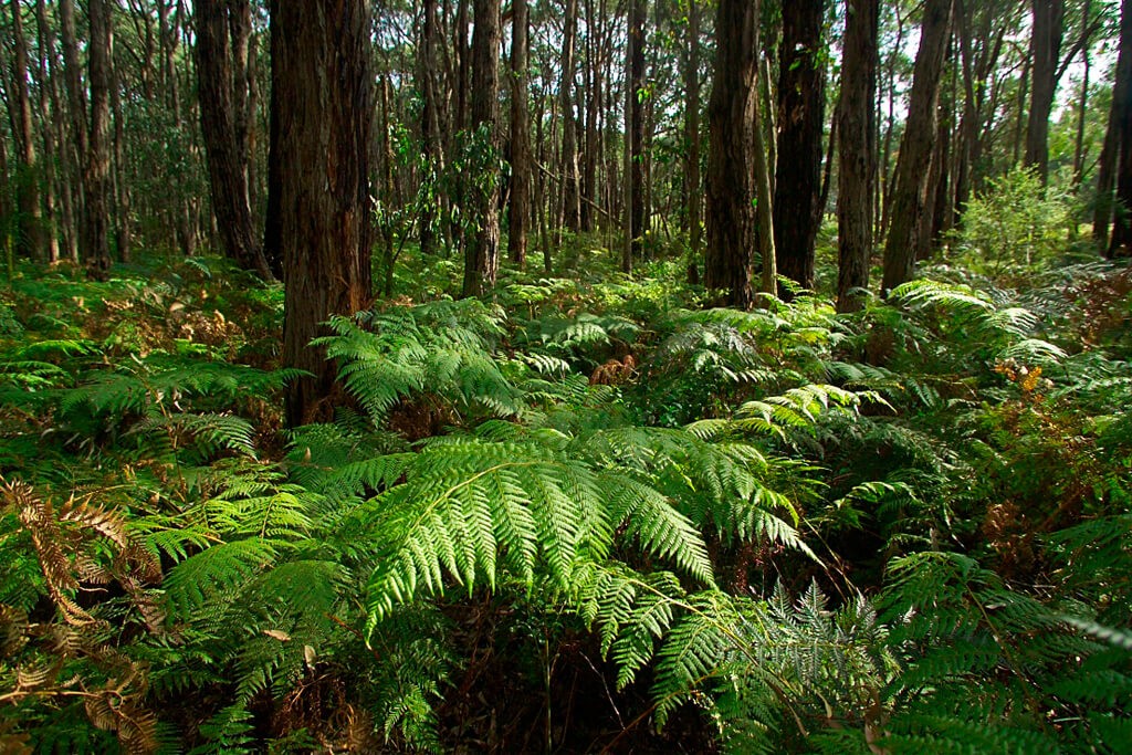 Ferns at Waterholes Creek