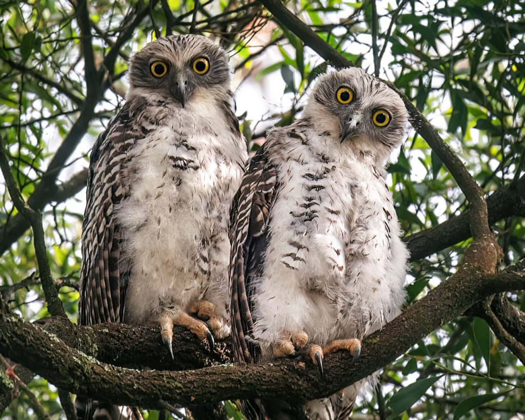 Save Briars Wildlife Sanctuary