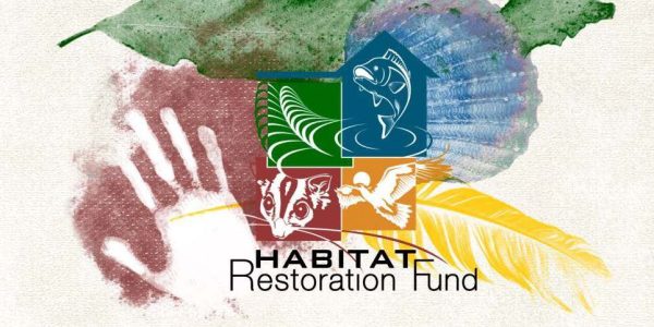 Koala Country - Habitat Restoration Fund
