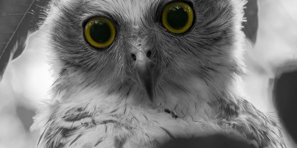 Powerful Owl Steven Castan BW